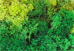 170729 Мох исландский 50г
